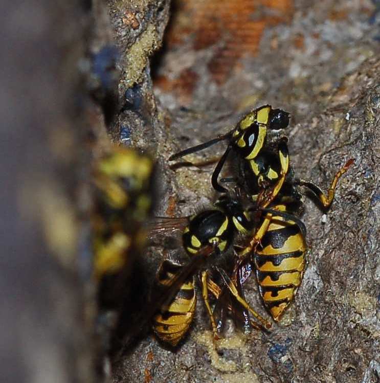 Sicilia: Nido di Vespula Germanica ancora attivo